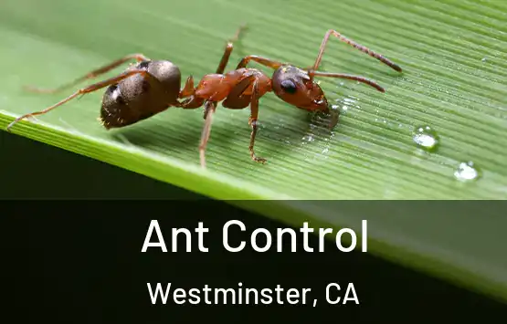  Ant Control Westminster, CA