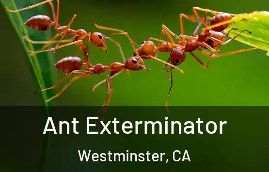  Ant Exterminator Westminster, CA