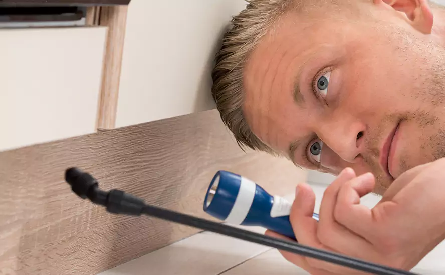 Top-Notch Pest Control in Westminster