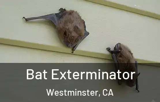  Bat Exterminator Westminster, CA
