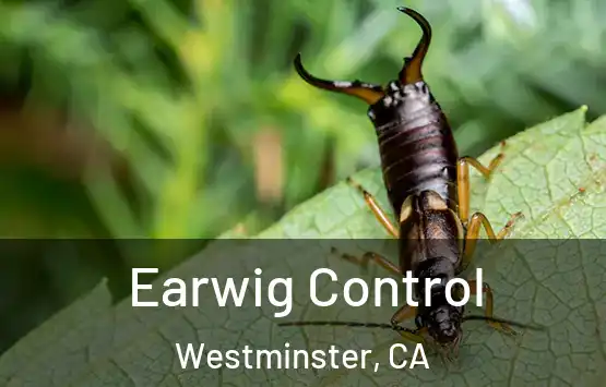  Earwig Control Westminster, CA