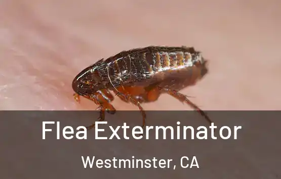  Flea Exterminator Westminster, CA