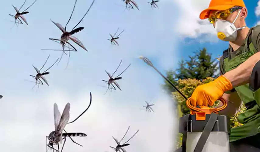 Mosquito Pest Control in Westminster, CA