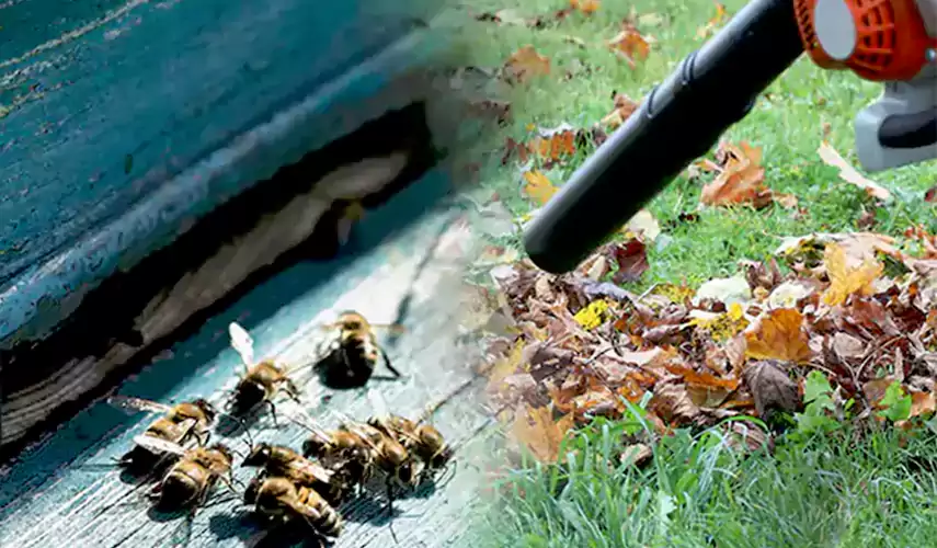 Wasps Pest Control Westminster, CA
