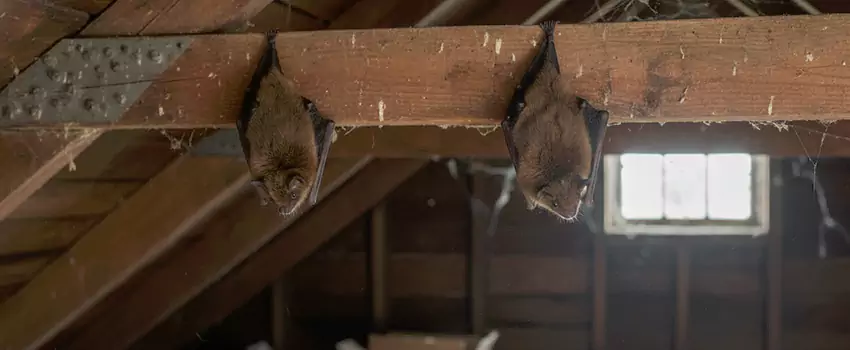 bat-exterminator in Westminster, CA