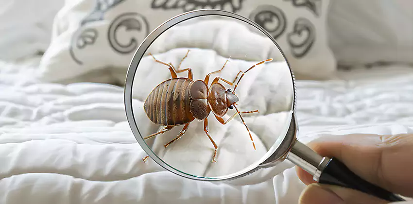 bed-bug-pest-control in Westminster, CA