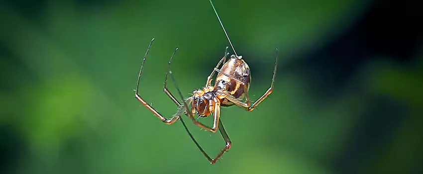 Spider and Mosquito Control Solutions Westminster, CA