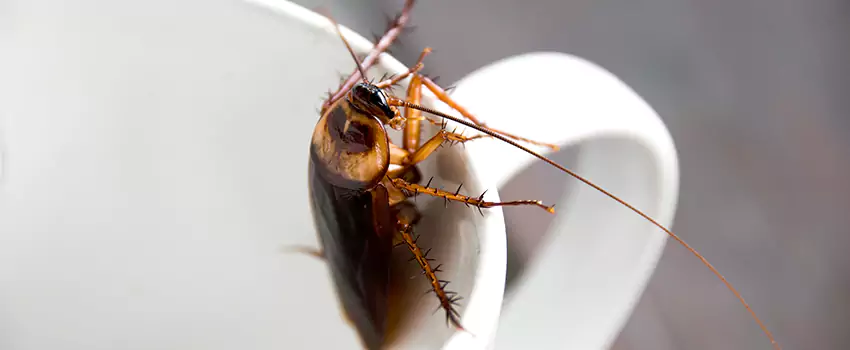 cockroach-treatment in Westminster, CA