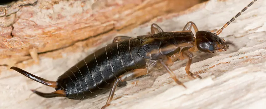 earwig-control in Westminster, CA