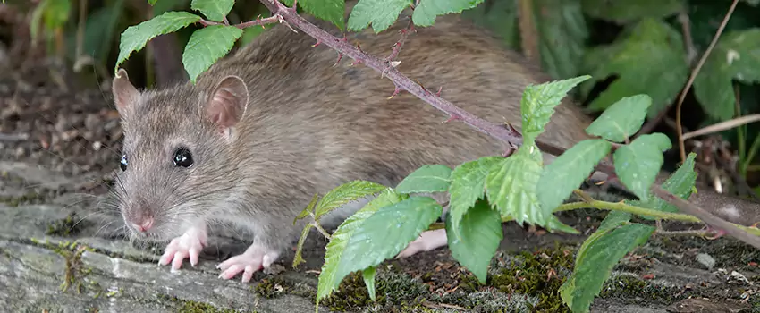 mice-control in Westminster, CA