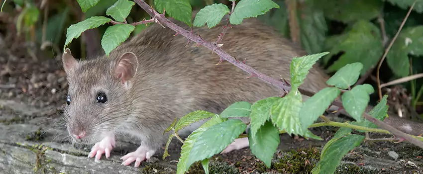 mouse-control in Westminster, CA