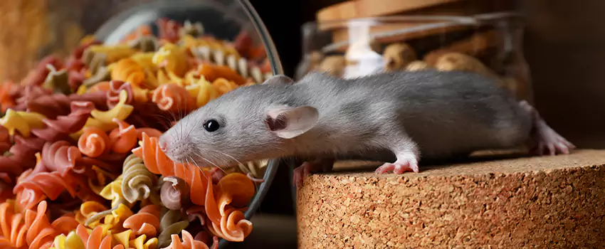 mouse-exterminator in Westminster, CA