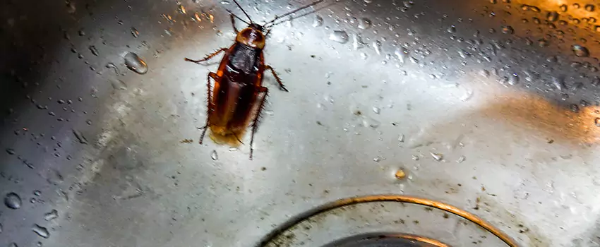 roach-control in Westminster, CA