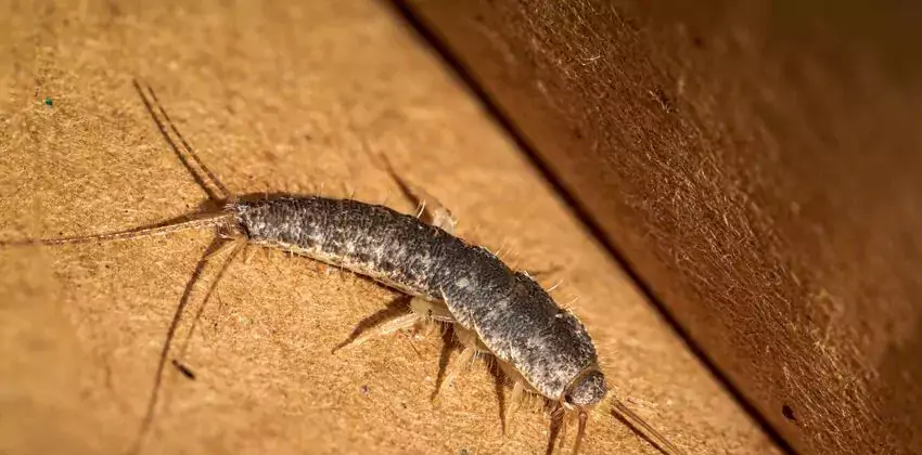 silverfish-control in Westminster, CA