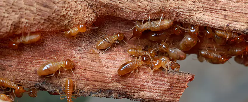 termite-treatment in Westminster, CA