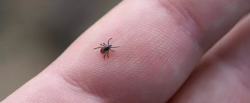 tick-control in Westminster, CA