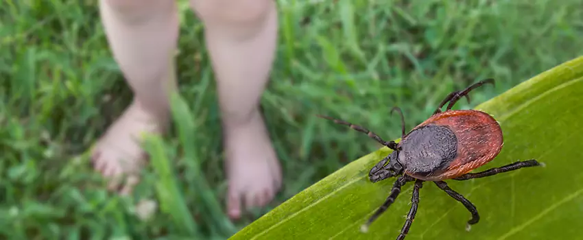 tick-treatment-for-yard in Westminster, CA