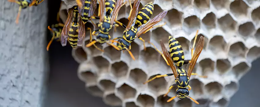 wasp-pest-control in Westminster, CA