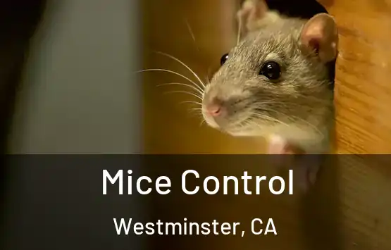  Mice Control Westminster, CA