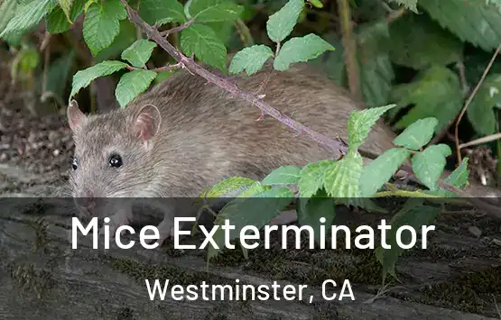  Mice Exterminator Westminster, CA