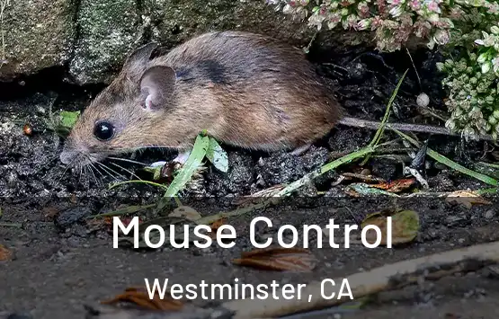  Mouse Control Westminster, CA