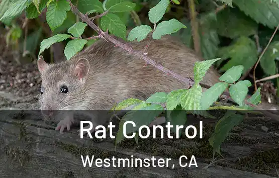  Rat Control Westminster, CA