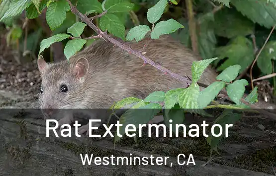  Rat Exterminator Westminster, CA
