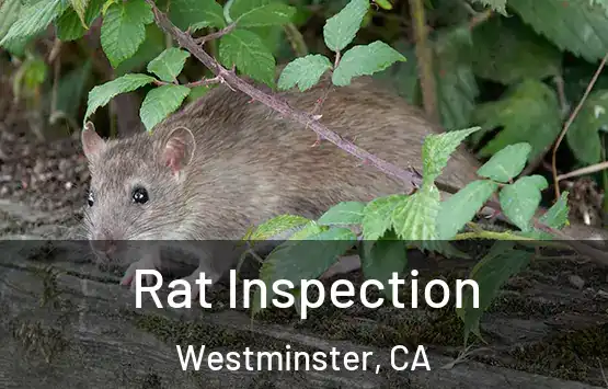  Rat Inspection Westminster, CA