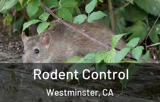  Rodent Control Westminster, CA