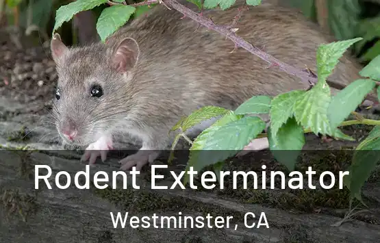  Rodent Exterminator Westminster, CA