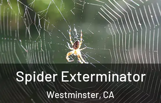  Spider Exterminator Westminster, CA