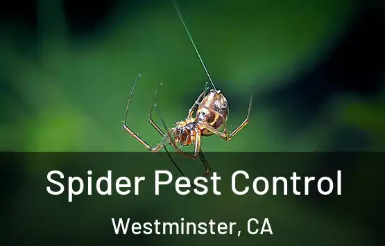  Spider Pest Control Westminster, CA