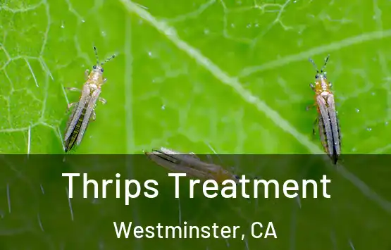  Thrips Treatment Westminster, CA