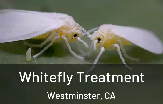  Whitefly Treatment Westminster, CA