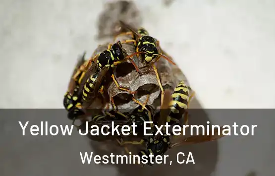  Yellow Jacket Exterminator Westminster, CA